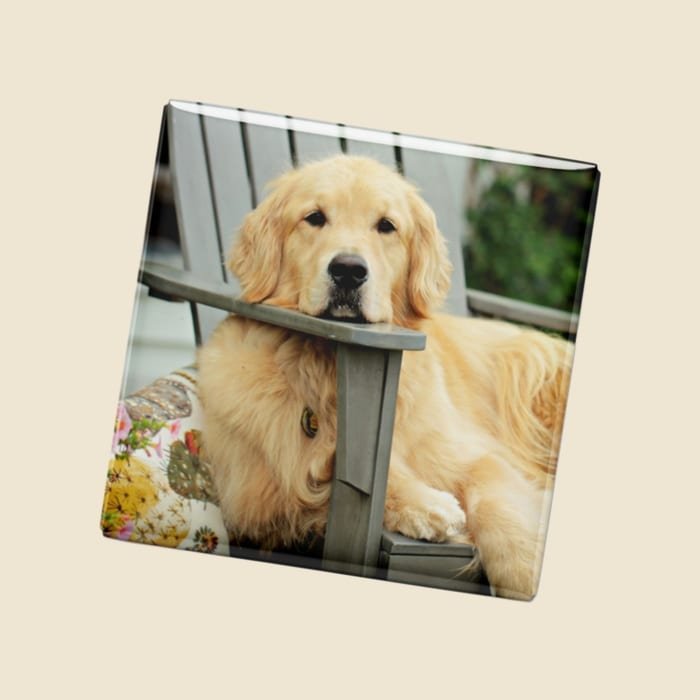 Imã com foto de cachorro golden retriever